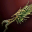 Noble Elven Bow 